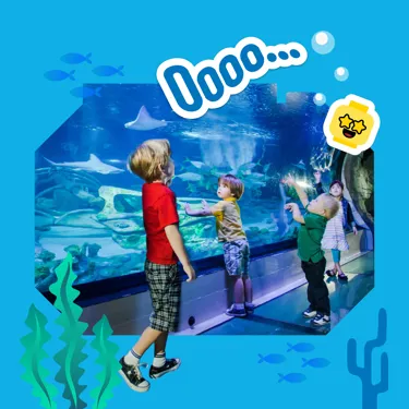Web Benefit Aquarium